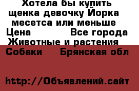 Хотела бы купить щенка девочку Йорка 2 месетса или меньше › Цена ­ 5 000 - Все города Животные и растения » Собаки   . Брянская обл.